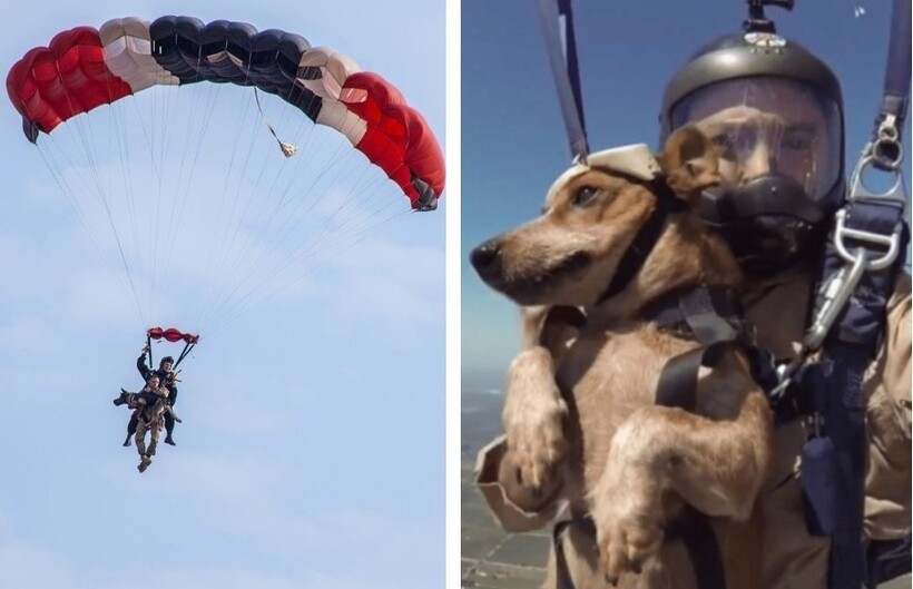 Слева ― прыжок с собакой, которая борется с браконьерами, в Африке. Справа ― российский десантник во время прыжка