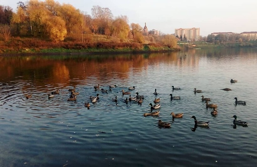 Утки в городском парке Утки в городском парке