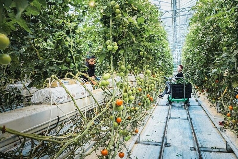 Помидоры и сегодня выращивают в теплицах, их практически не импортируют