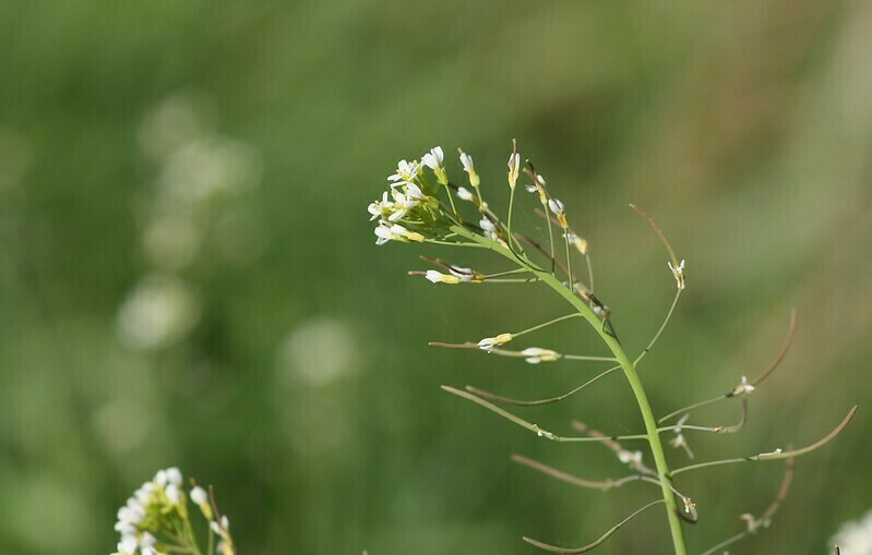 Сорняк Arabidopsis thaliana, который помог открыть тайну цветной капусты. Фото: Dean Morley Сорняк Arabidopsis thaliana, который помог открыть тайну цветной капусты. Фото: Dean Morley