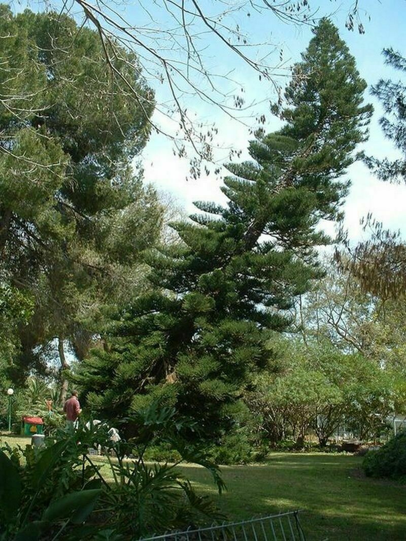 Дерево в сельскохозяйственной коммуне Нир-Оз в Израиле. Фото רן פאוקר, Facebook