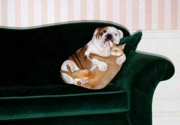 Блог - 11 жизнерадостных животных, которые поднимут настроение любому 11 жизнерадостных животных, которые поднимут настроение любому