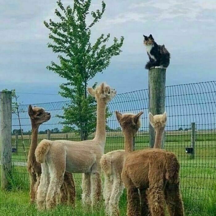 Блог - 11 жизнерадостных животных, которые поднимут настроение любому 11 жизнерадостных животных, которые поднимут настроение любому