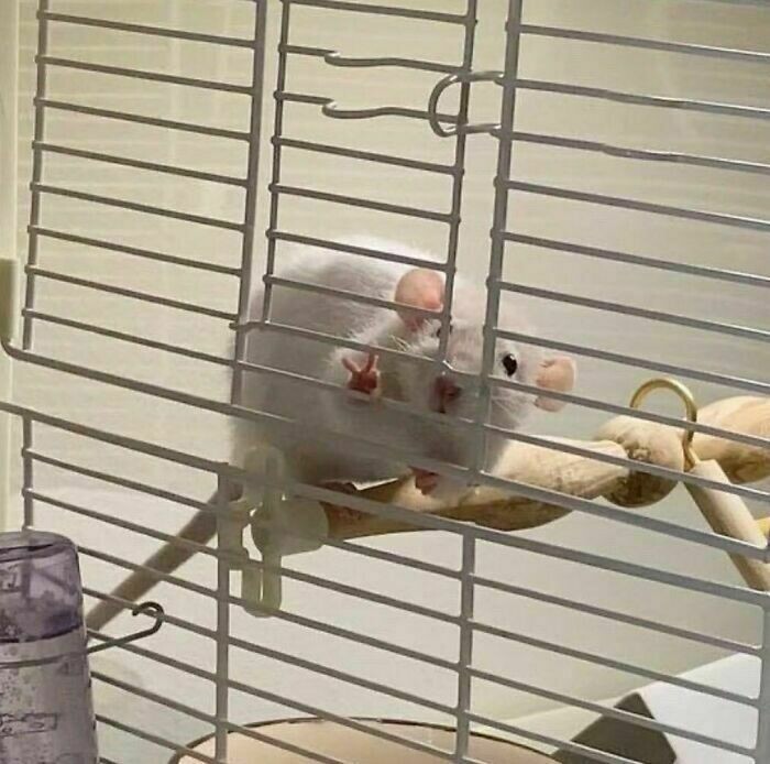 Блог - 11 жизнерадостных животных, которые поднимут настроение любому 11 жизнерадостных животных, которые поднимут настроение любому