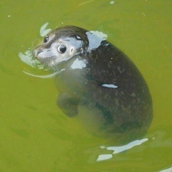 Блог - 11 жизнерадостных животных, которые поднимут настроение любому 11 жизнерадостных животных, которые поднимут настроение любому