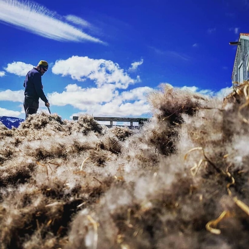 Урожай этого лета. Фото: Vigur Island/facebook.com Урожай этого лета. Фото: Vigur Island/facebook.com