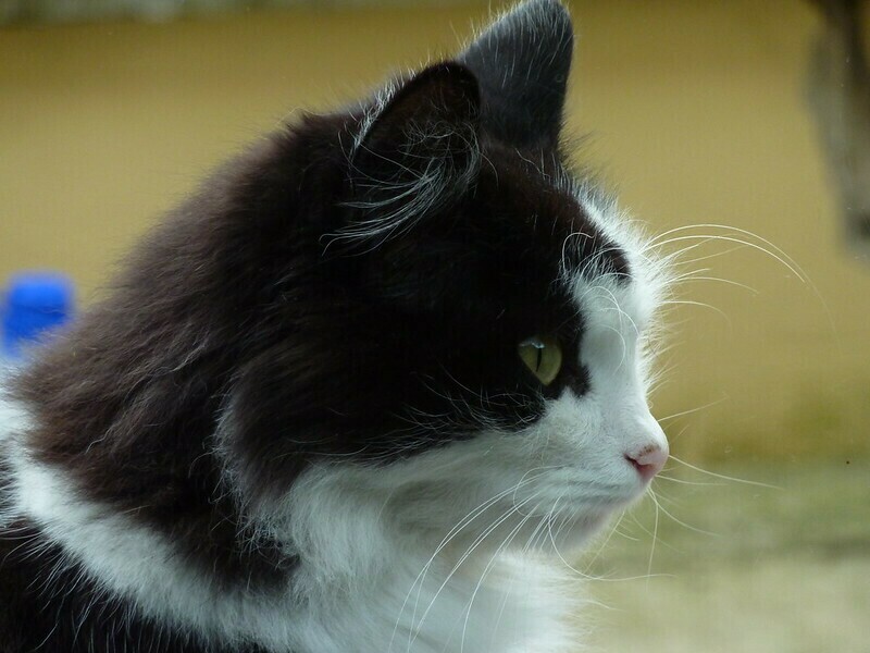 Кошки предпочитают получать еду с минимумом усилий. Фото: Sean MacEntee/flickr.com Кошки предпочитают получать еду с минимумом усилий. Фото: Sean MacEntee/flickr.com