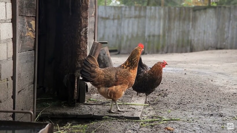 Блог - Видео: Фермер завел самого странного охранника в мире Видео: Фермер завел самого странного охранника в мире