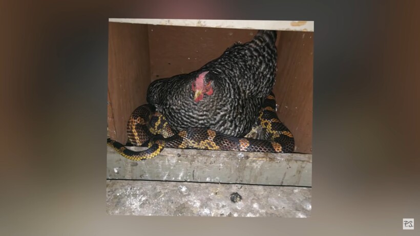 Блог - Видео: Фермер завел самого странного охранника в мире Видео: Фермер завел самого странного охранника в мире