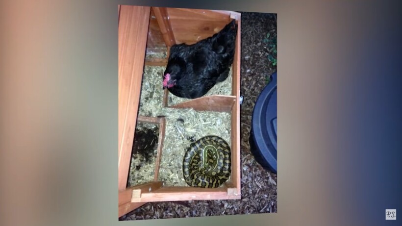 Блог - Видео: Фермер завел самого странного охранника в мире Видео: Фермер завел самого странного охранника в мире