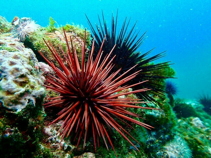 Фото: California Sea Grant/flickr.com Фото: California Sea Grant/flickr.com