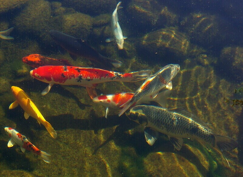 Фото: Jared Lindsay/flickr.com Фото: Jared Lindsay/flickr.com