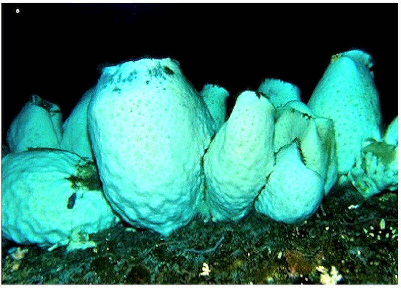 Вид Anoxycalyx joubini. Фото: wikipedia.org Вид Anoxycalyx joubini. Фото: wikipedia.org