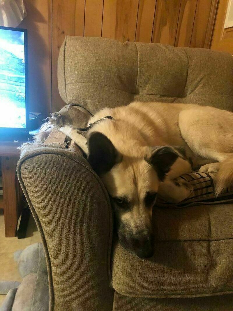 Блог - 12 забавных фото самых плохих собак, которые раскаиваются в своих действиях 12 забавных фото самых плохих собак, которые раскаиваются в своих действиях