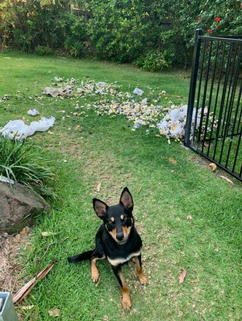 Блог - 12 забавных фото самых плохих собак, которые раскаиваются в своих действиях 12 забавных фото самых плохих собак, которые раскаиваются в своих действиях