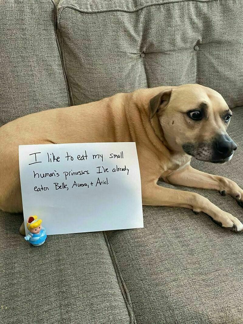 Блог - 12 забавных фото самых плохих собак, которые раскаиваются в своих действиях 12 забавных фото самых плохих собак, которые раскаиваются в своих действиях