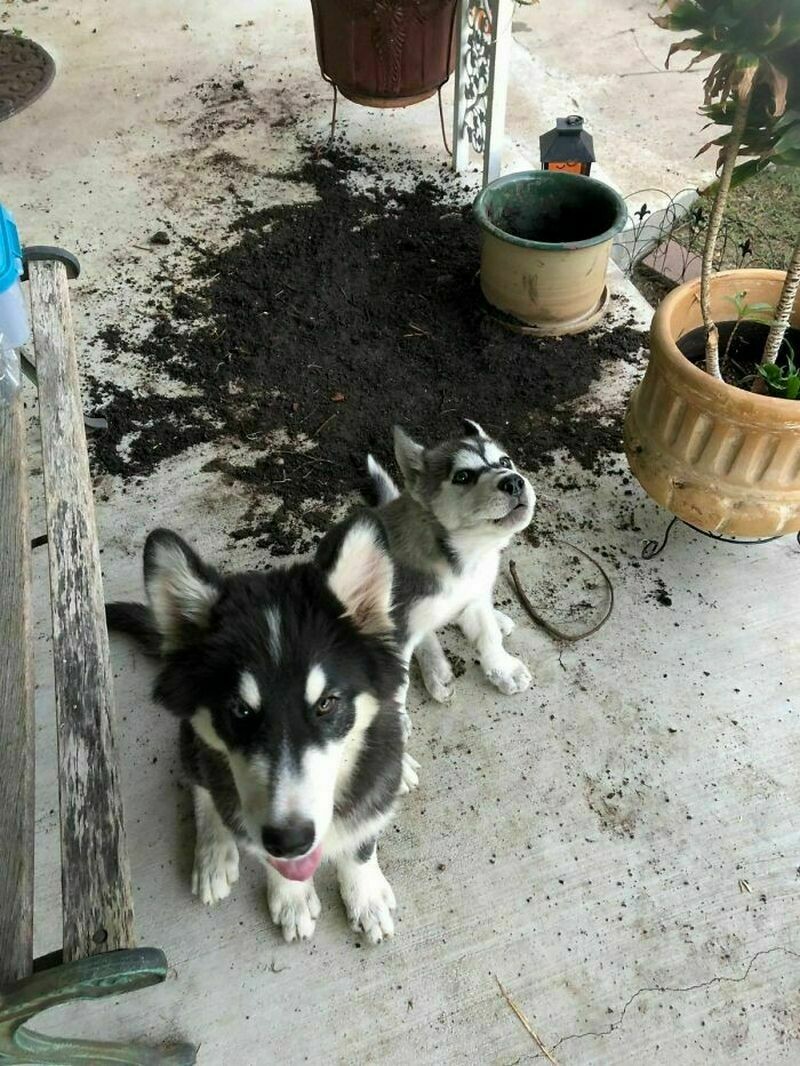 Блог - 12 забавных фото самых плохих собак, которые раскаиваются в своих действиях 12 забавных фото самых плохих собак, которые раскаиваются в своих действиях