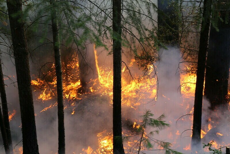 Лесные пожары в северных землях необходимы... Фото: Pacific Southwest Forest Service, USDA/flickr.com Лесные пожары в северных землях необходимы... Фото: Pacific Southwest Forest Service, USDA/flickr.com