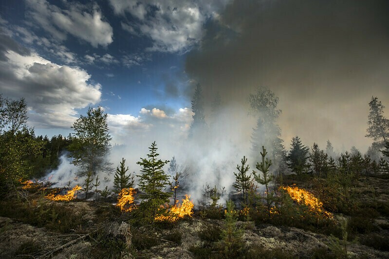 А некоторые деревья способны успешно переживать пожары. Фото: EU Civil Protection and Humanitarian Aid/flickr.com А некоторые деревья способны успешно переживать пожары. Фото: EU Civil Protection and Humanitarian Aid/flickr.com