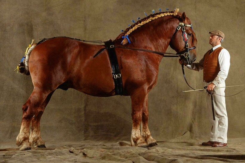 Видео: Клейдесдаль, першерон и другие породы самых мощных и сильных коней в мире