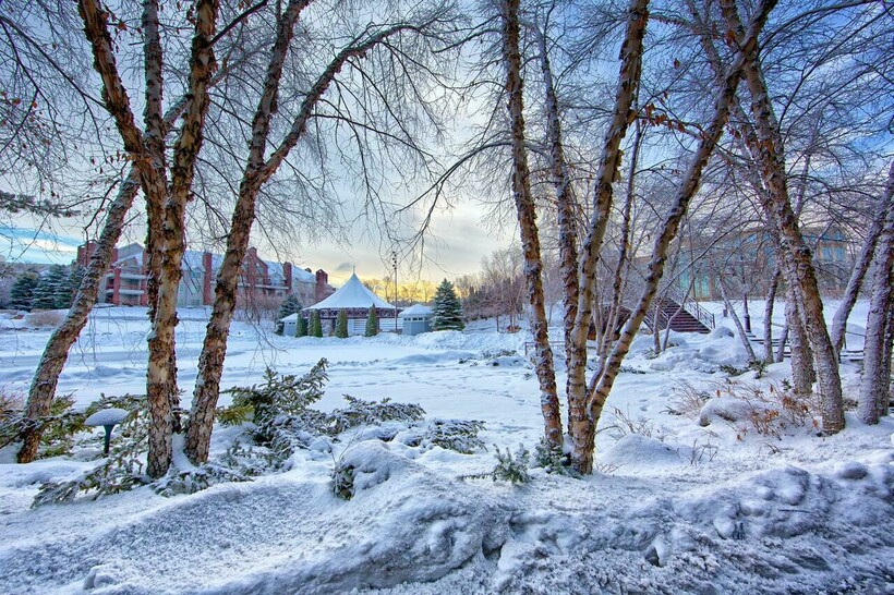 Для многих растений зимняя погода становится большим стрессом. Фото: Adriaan Greyling/pexels.com Для многих растений зимняя погода становится большим стрессом. Фото: Adriaan Greyling/pexels.com