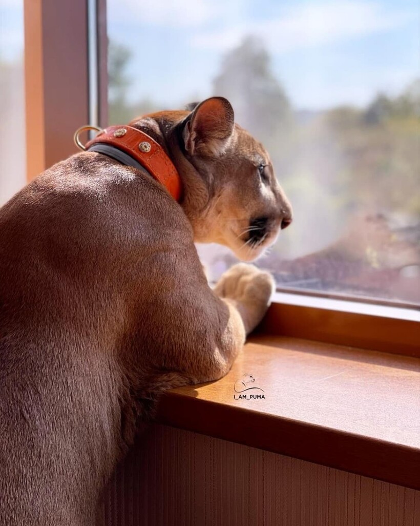 Фото: @l_am_puma Фото: @l_am_puma