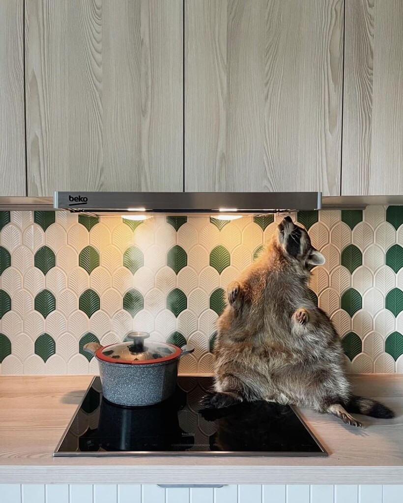 @raccoon.tema @raccoon.tema