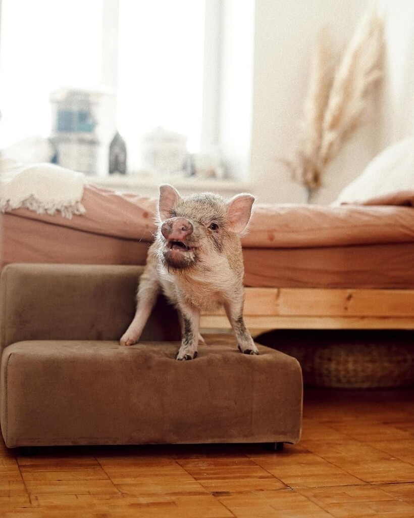 @giuseppe_pig @giuseppe_pig