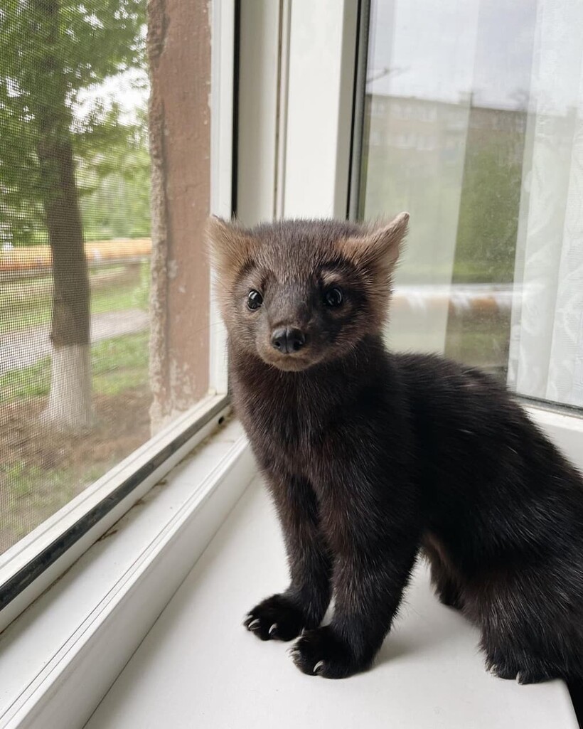 @russian_sable @russian_sable