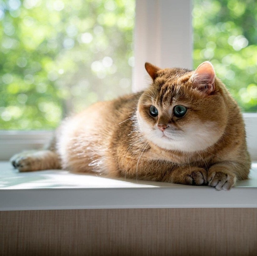 Фото: @hosico_cat Фото: @hosico_cat