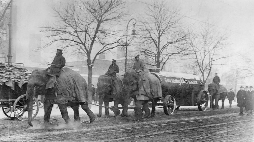 Животные на улицах Берлина в 1917 г. Фото: rarehistoricalphotos.com Животные на улицах Берлина в 1917 г. Фото: rarehistoricalphotos.com