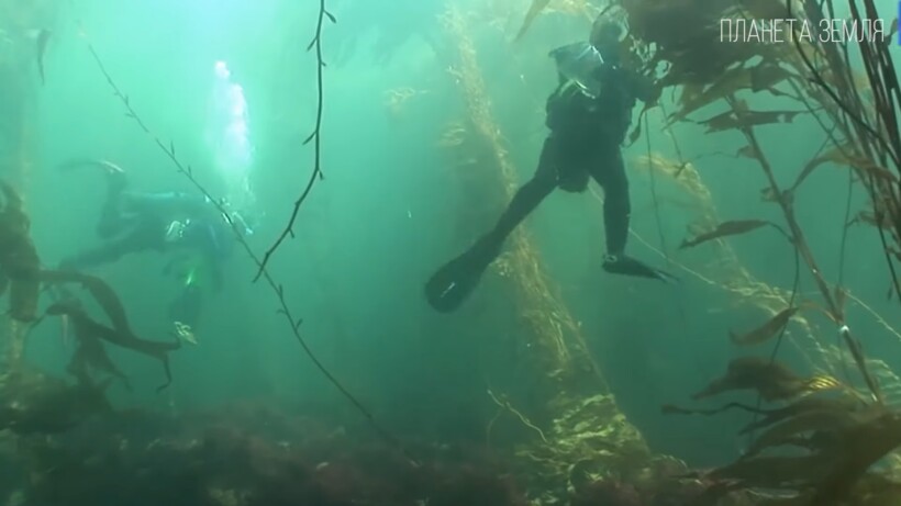 Блог - Видео: Кто проживает на дне Индийского океана Видео: Кто проживает на дне Индийского океана