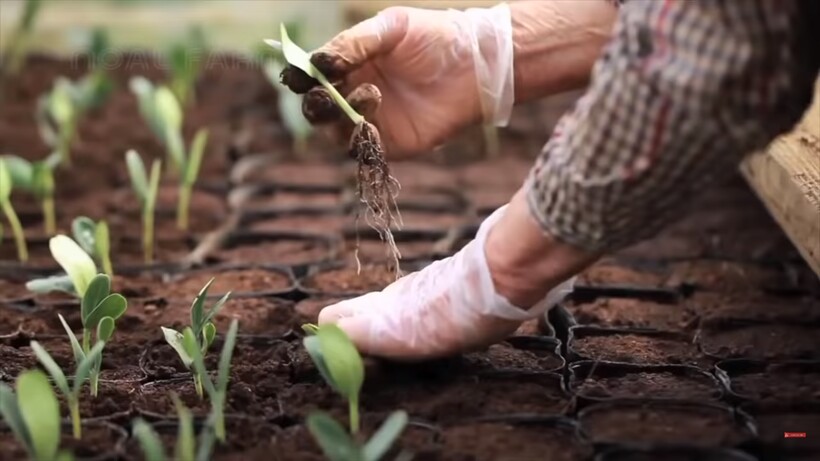 Блог - Видео: Почему черные японские арбузы сорта «дэнсукэ» стоят в 4500 раз дороже зеленых Видео: Почему черные японские арбузы сорта «дэнсукэ» стоят в 4500 раз дороже зеленых