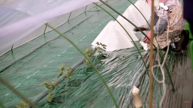 Блог - Видео: Почему черные японские арбузы сорта «дэнсукэ» стоят в 4500 раз дороже зеленых Видео: Почему черные японские арбузы сорта «дэнсукэ» стоят в 4500 раз дороже зеленых