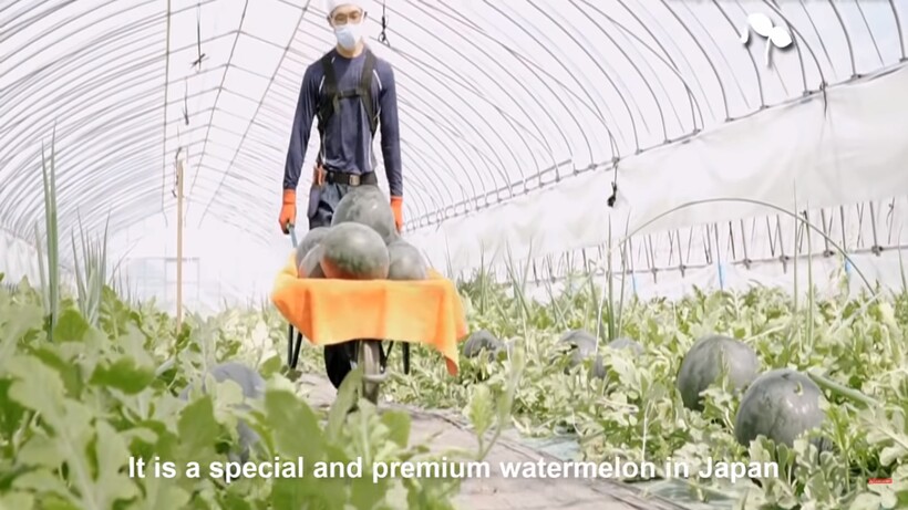 Блог - Видео: Почему черные японские арбузы сорта «дэнсукэ» стоят в 4500 раз дороже зеленых Видео: Почему черные японские арбузы сорта «дэнсукэ» стоят в 4500 раз дороже зеленых