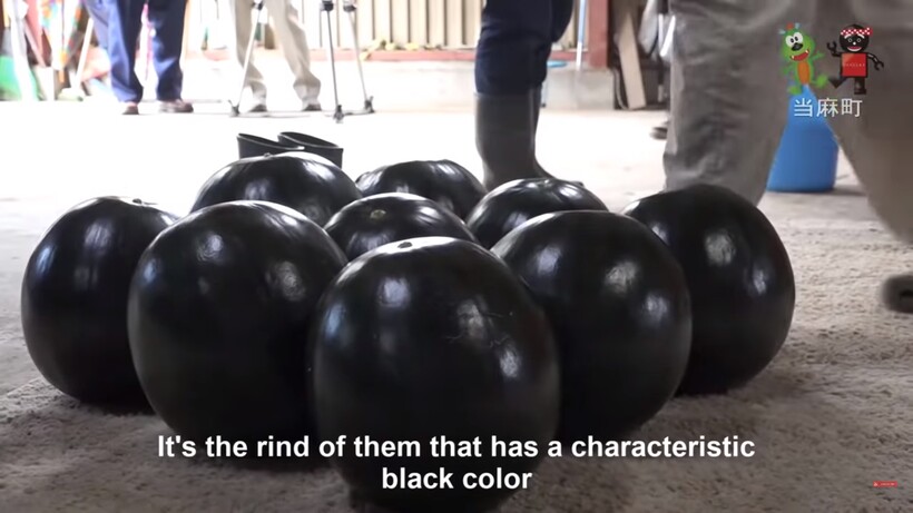 Блог - Видео: Почему черные японские арбузы сорта «дэнсукэ» стоят в 4500 раз дороже зеленых Видео: Почему черные японские арбузы сорта «дэнсукэ» стоят в 4500 раз дороже зеленых