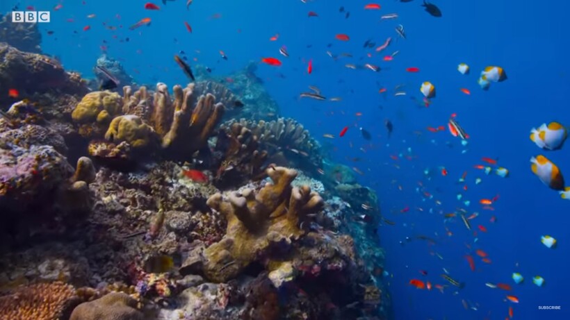 Блог - Видео: Захватывающий талант каракатицы, который сбивает с толку крабов и акул Видео: Захватывающий талант каракатицы, который сбивает с толку крабов и акул
