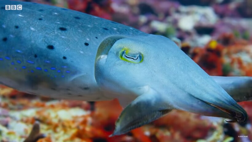 Блог - Видео: Захватывающий талант каракатицы, который сбивает с толку крабов и акул Видео: Захватывающий талант каракатицы, который сбивает с толку крабов и акул