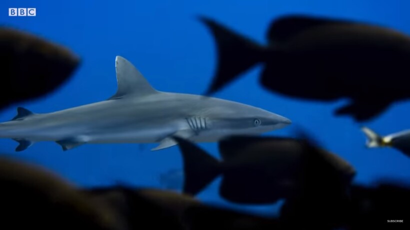 Блог - Видео: Захватывающий талант каракатицы, который сбивает с толку крабов и акул Видео: Захватывающий талант каракатицы, который сбивает с толку крабов и акул