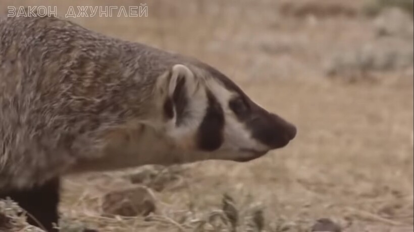 Блог - Видео: Американский барсук — зверь покруче медоеда, еще более верткий и агрессивный Видео: Американский барсук — зверь покруче медоеда, еще более верткий и агрессивный