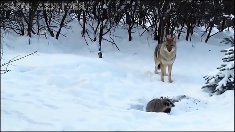 Блог - Видео: Американский барсук — зверь покруче медоеда, еще более верткий и агрессивный Видео: Американский барсук — зверь покруче медоеда, еще более верткий и агрессивный