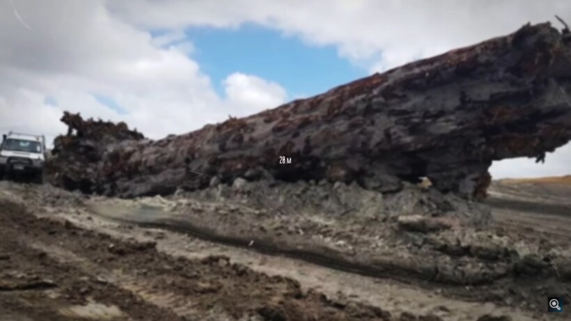 Блог - Видео: Ученые нашли дерево, которое изменило взгляд на историю Земли Видео: Ученые нашли дерево, которое изменило взгляд на историю Земли