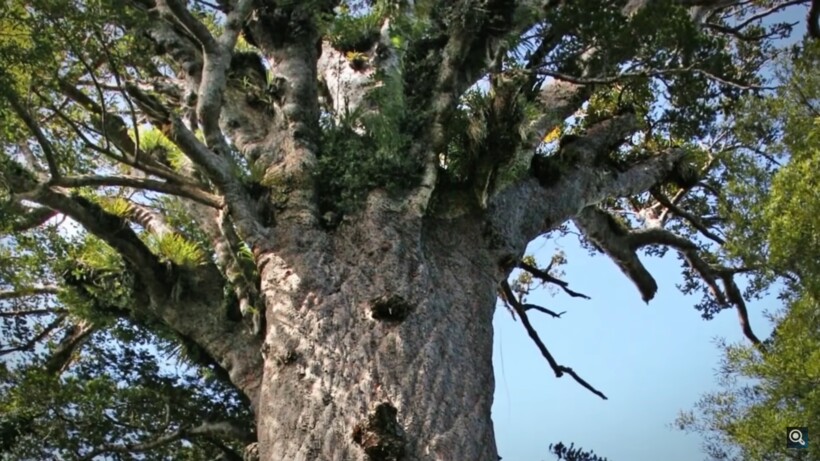 Блог - Видео: Ученые нашли дерево, которое изменило взгляд на историю Земли Видео: Ученые нашли дерево, которое изменило взгляд на историю Земли