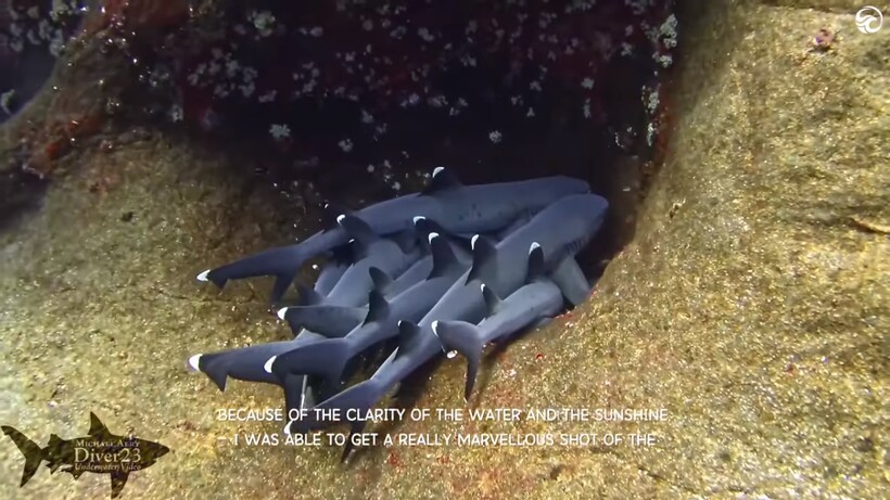 Блог - Дайвер снял на камеру, как отдыхают рифовые акулы: они тоже любят обнимашки Дайвер снял на камеру, как отдыхают рифовые акулы: они тоже любят обнимашки