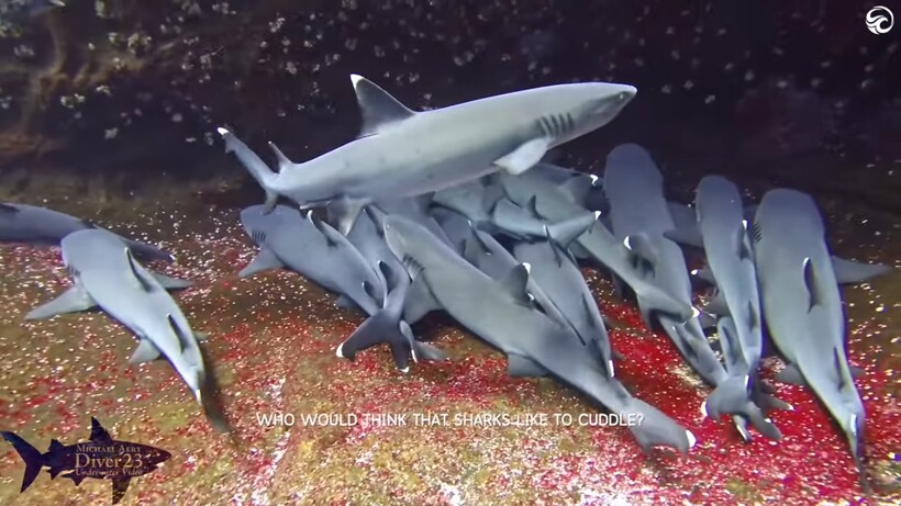 Блог - Дайвер снял на камеру, как отдыхают рифовые акулы: они тоже любят обнимашки Дайвер снял на камеру, как отдыхают рифовые акулы: они тоже любят обнимашки