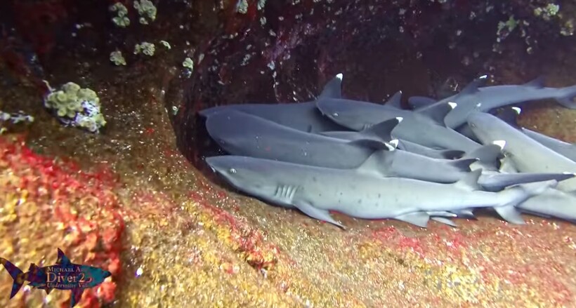 Блог - Дайвер снял на камеру, как отдыхают рифовые акулы: они тоже любят обнимашки Дайвер снял на камеру, как отдыхают рифовые акулы: они тоже любят обнимашки