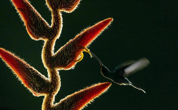 10 лучших фотографий с конкурса фотографа года WildArt-2021