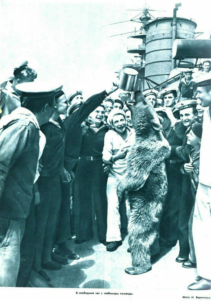 Несмотря на запреты, развлечения с медведями все же были популярны как в царскую, так и в советскую эпоху. Фото: Николай Веринчук/из архивов журнала «Огонек» Несмотря на запреты, развлечения с медведями все же были популярны как в царскую, так и в советскую эпоху. Фото: Николай Веринчук/из архивов журнала «Огонек»