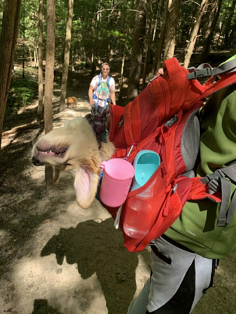 Блог - 13 фотографий животных, которые в своей лени достигли наивысшего уровня 13 фотографий животных, которые в своей лени достигли наивысшего уровня