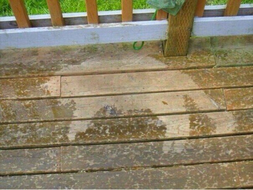 Блог - 13 фотографий животных, которые в своей лени достигли наивысшего уровня 13 фотографий животных, которые в своей лени достигли наивысшего уровня